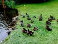 Asustando a los patos Asustando a los patos