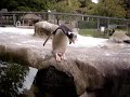 To Jump or Not to Jump?