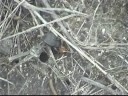 Insects Insects