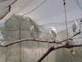 the-other-side-of-the-egret-aviary.html