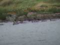 Red-breasted merganser female with eleven juveniles