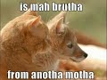 Very funny cats part 8