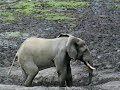 Where the Wild Greys Are - Grey Parrot Conservation, Part 1 of 3