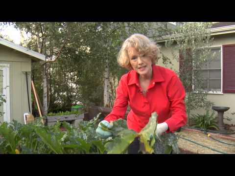how to grow and care for zucchini