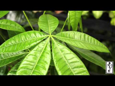 how to replant a money tree
