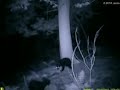Bigfoot or Bear? ( A Possible Bigfoot in Pennsylvania) Bigfoot or Bear? ( A Possible Bigfoot in Pennsylvania)