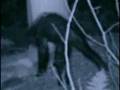 Bigfoot or Bear? ( A Possible Bigfoot in Pennsylvania)