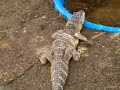 DEW Animal Kingdom - Alligator in Maine!!! DEW Animal Kingdom - Alligator in Maine!!!