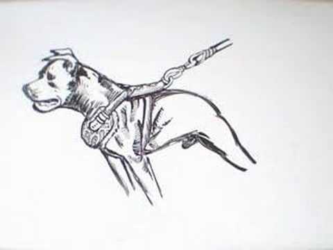 pit bull terrier