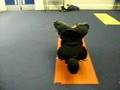 Neil Patel - Chi Kri Yoga - Lotus in Peacock
