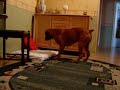 maksiu boxer bokser