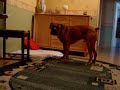 maksiu boxer bokser maksiu boxer bokser