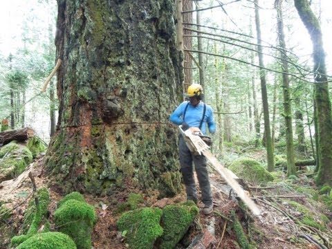 how to cut down a tree