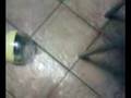 Killing the Fullilove hamster