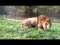 Angry Snarling Lion Protecting "Girl"
