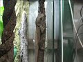 My Central Netted  Southern Angleheaded Dragons