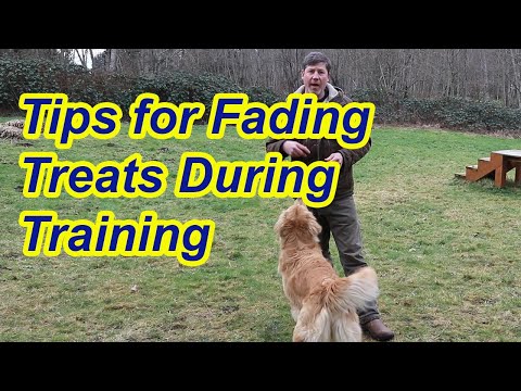 Tips for fading treats in training