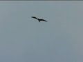 Osprey call