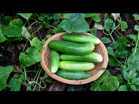 how to harvest cucumbers