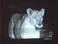 Hippo Bites Lion