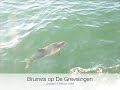 Bruinvis rond de Uisge Beathe op de Grevelingen