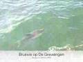 Bruinvis rond de Uisge Beathe op de Grevelingen