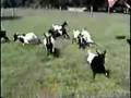 Myotonic Fainting Goats