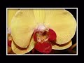 NYC International Orchid Show 2007