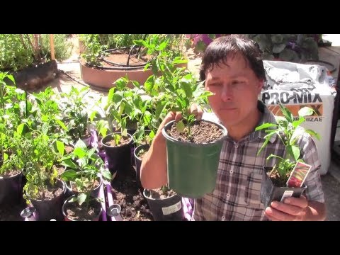 how to transplant tropical plants