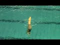 Solo Anais Gosse Kress N1 junior 2008 Natation Synchronisée Solo Anais Gosse Kress N1 junior 2008 Natation Synchronisée