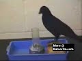 Clever Crow Clever Crow