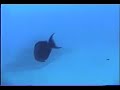 Sub