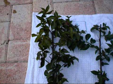 how to replant bougainvillea