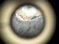 Flip Mino Test With Fixed Microscope Eyepiece