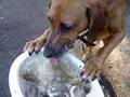 Hydration