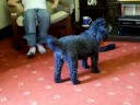 Poodle