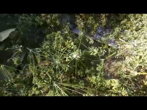 how to transplant fennel seedlings