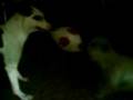 Chispi y Sasha.3GP