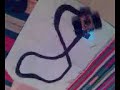 AVR robot