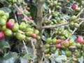 Costa Rica coffee plantation tour