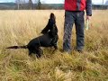 Piga 2 GordonSetter