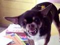 Bad Chihuahua