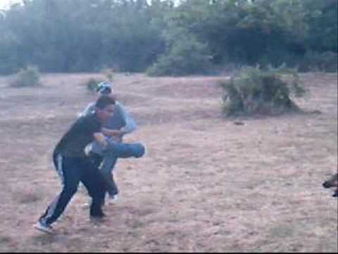 doberman attaque