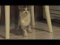 videos de Yuki