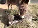 Equine Advocates -  Miniature Donkey 1 Day Old