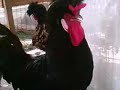 Frango do inferno (mestre do metal)