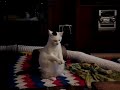 Strange Cat Strange Cat