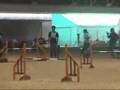 Dog Agility (Jun/27/2007 JKC Final Jumping Large Vol.3)