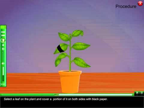 how to prove photosynthesis