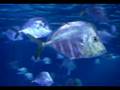 Cavallucci marini che si corteggiano al Sea Life Aquarium.